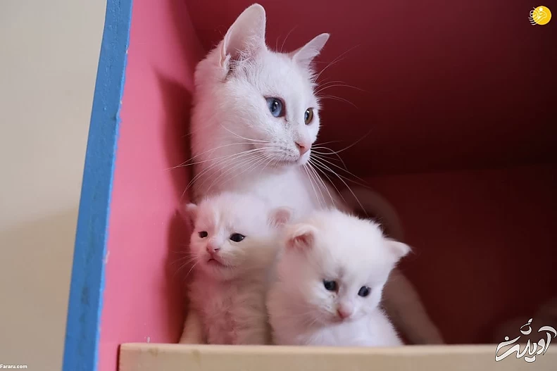 (تصاویر) ویژگیهای منحصربه فرد گربه وان